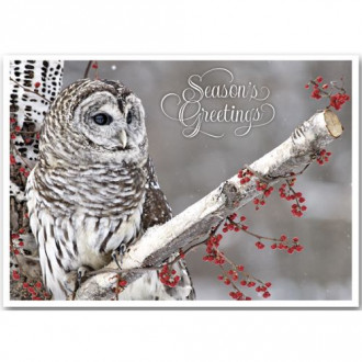 Winter Owl Holiday Cards